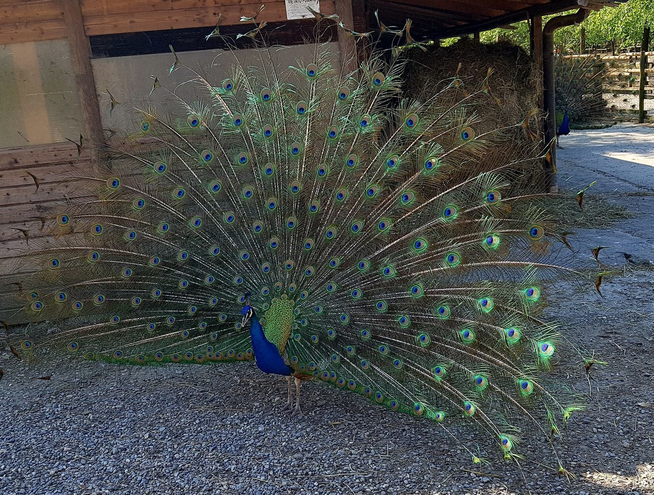 HIGH ANGLE VIEW OF PEACOCK ON SNOW