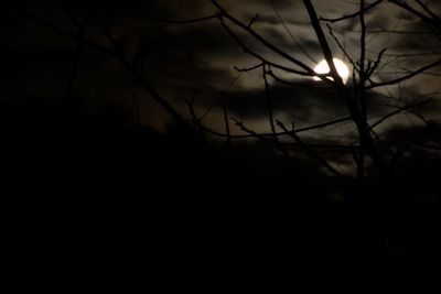 Close-up of silhouette bare tree against sky at night