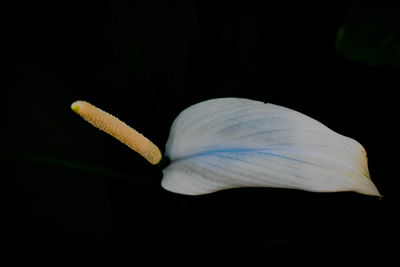 Close-up of white flower against black background