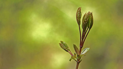 Close-up of green plant