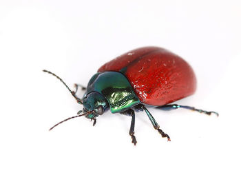 Close-up of insect on white background