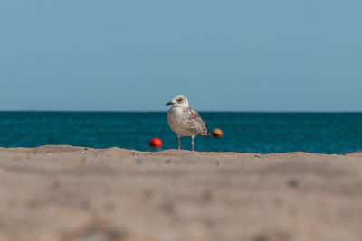 Seagull on beach by sea against clear sky