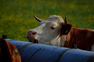 Cow on grassy field