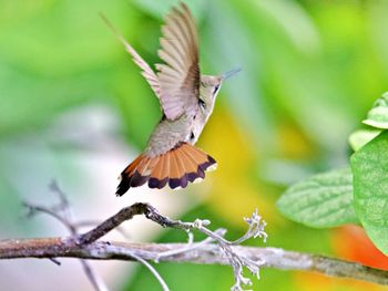 Hummingbird taking off