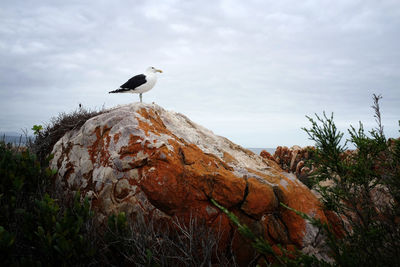 Low angle view of birds on rock