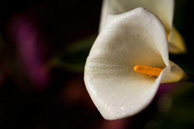 Close-up of white rose flower