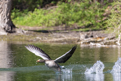 Bird flying over lake