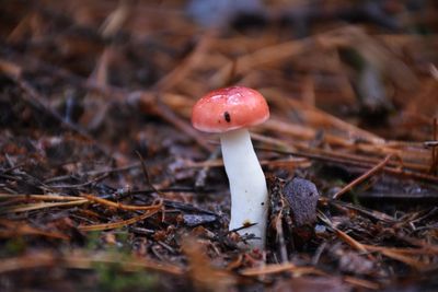 Close-up of mushroom growing on field