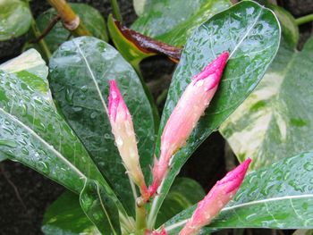 Close-up of pink flowers