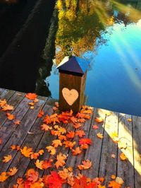 Close-up of tree stump