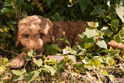 Close-up of dog on flowers