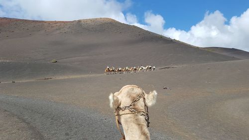 View of a horse on desert