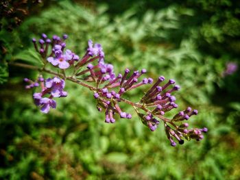 Close-up of purple flowers