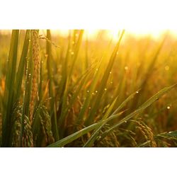 Close-up of grass growing on field