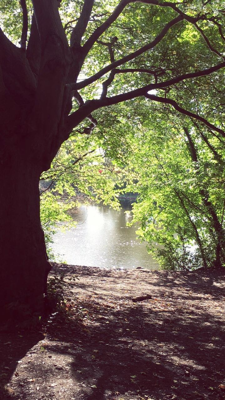 tree, tranquility, lake, water, tranquil scene, sunlight, forest, branch, tree trunk, growth, river, scenics, nature, lakeshore, riverbank, non-urban scene, sunny, day, beauty in nature, green color, the way forward, outdoors, lakeside, lens flare, no people, remote, footpath, solitude