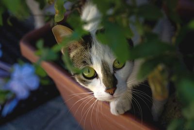 Close-up portrait of cat sitting outdoors