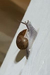 High angle view of snail