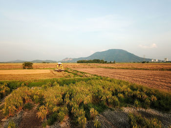 Yellow harvester in yellow paddy field