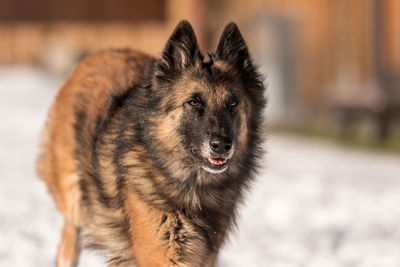 Close-up portrait of a dog