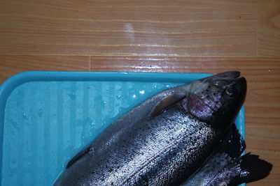 Close-up of dead fish in swimming pool