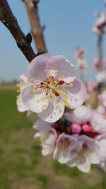 Close-up of fresh pink flowers blooming on tree against sky