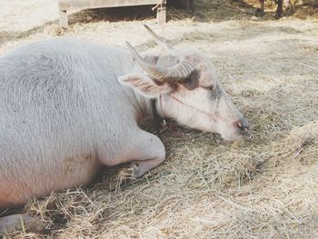 View of cow in field