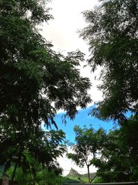 Low angle view of trees against sky