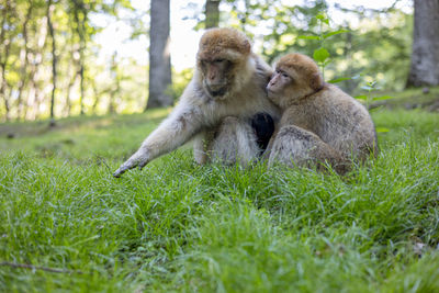 Monkeys sitting on grass