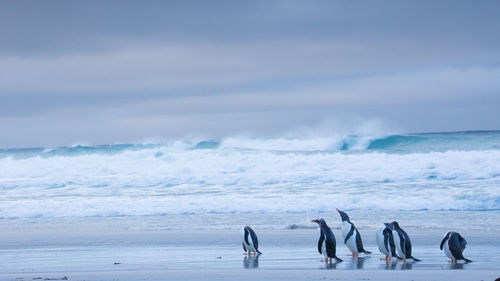 Penguins on beach