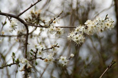 Close-up of cherry blossom