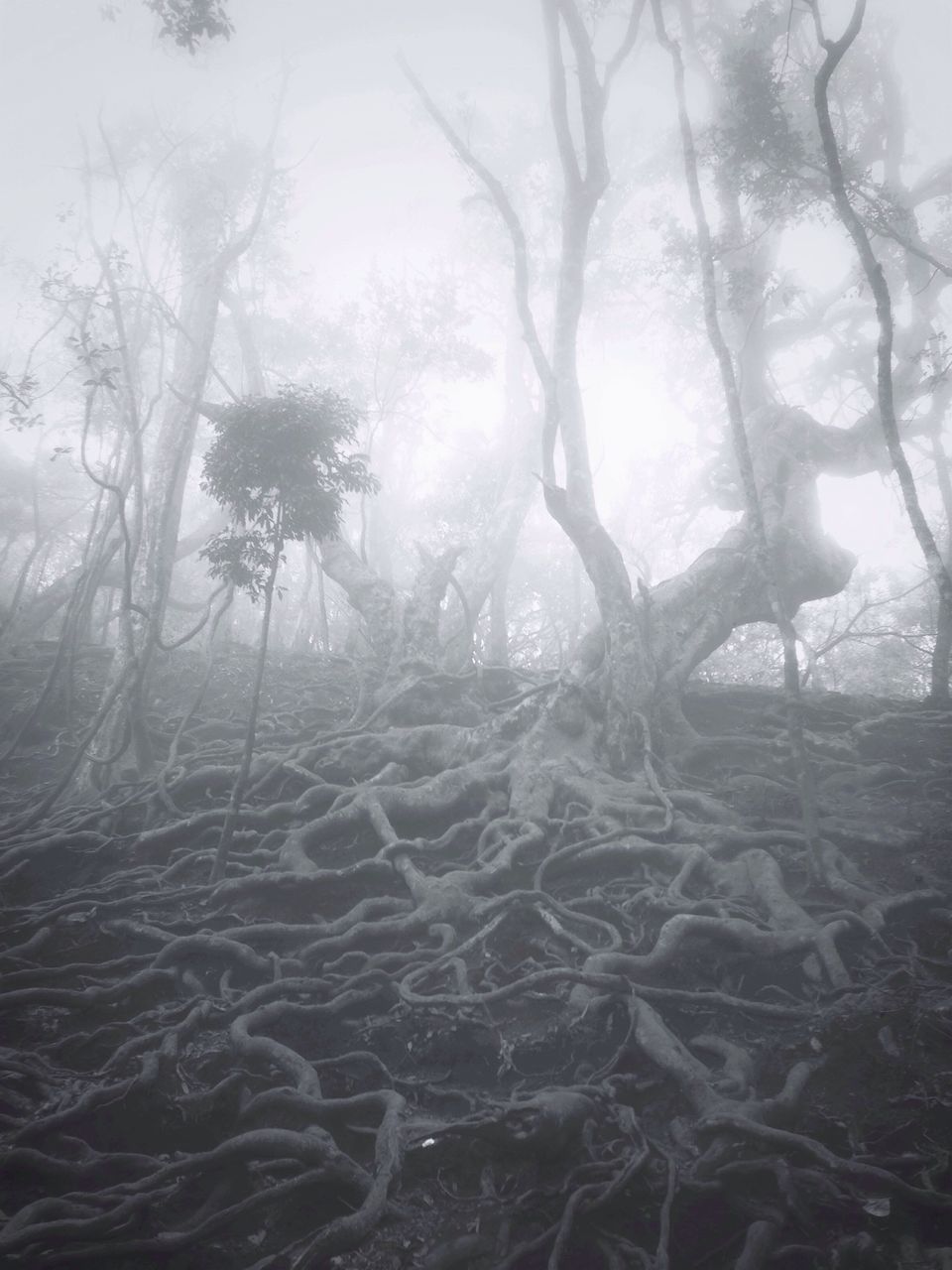 tree, tranquility, tranquil scene, bare tree, fog, nature, beauty in nature, scenics, weather, winter, branch, foggy, water, cold temperature, growth, forest, non-urban scene, sky, day