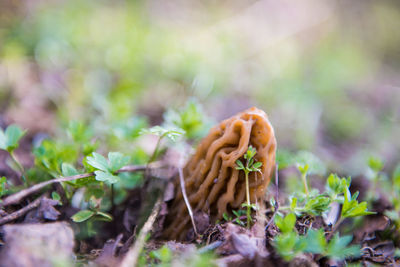 Close-up of spring mushroom