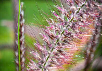 Close-up of plant