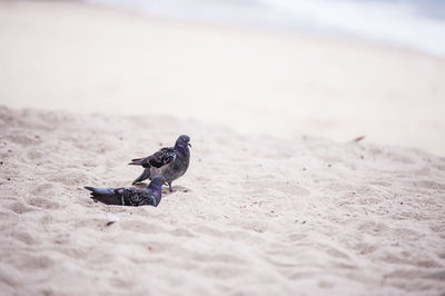 Close-up of pigeons on sand