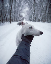 Close-up of a dog on snow