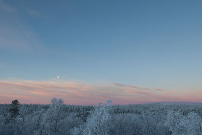 Snow covered bare trees against sky at dusk