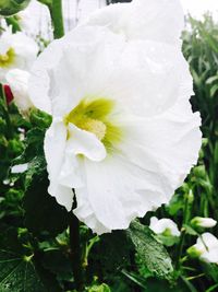 Close-up of white flowers blooming outdoors