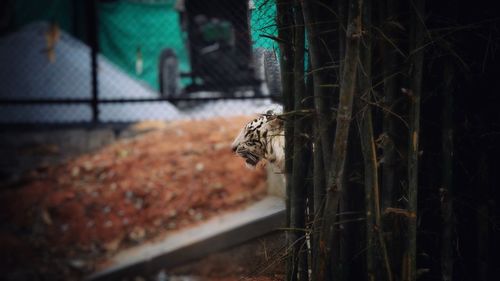 A white tiger walking out of woods