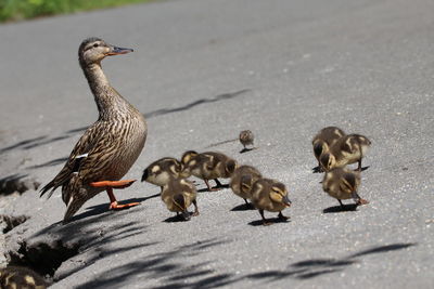 Flock of ducks on the road