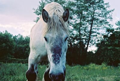 Close-up of horse grazing on field