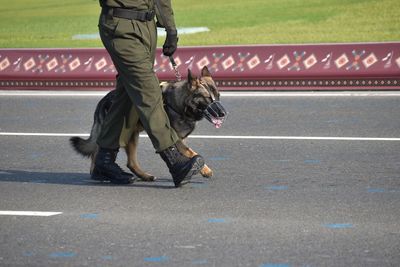 Low section of man with dog walking on road