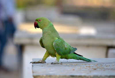 Close-up of parrot perching on wood