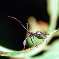 Close-up of insect on leaf