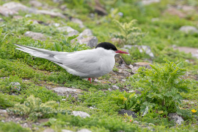 Side view of a bird on field