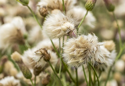 Close-up of white dandelion flower