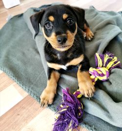 High angle portrait of puppy sitting on purple floor