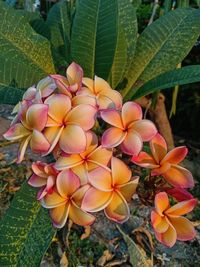 Close-up of pink flowering plants