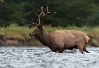 Side view of elk in river