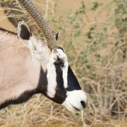 Close-up of giraffe on field