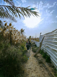 Rear view of people walking on palm trees against sky